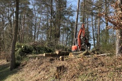 baumfaellungen_2009_web_3