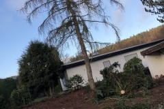 galabau-freyberger_baumfaellungen_14