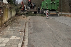 galabau-freyberger_baumfaellungen_15