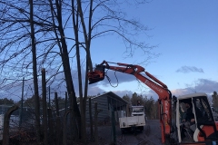 galabau-freyberger_baumfaellungen_16