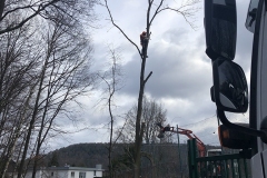 galabau-freyberger_baumfaellungen_18