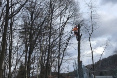 galabau-freyberger_baumfaellungen_19