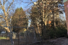 galabau-freyberger_baumfaellungen_23