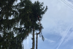 galabau-freyberger_baumfaellungen_30